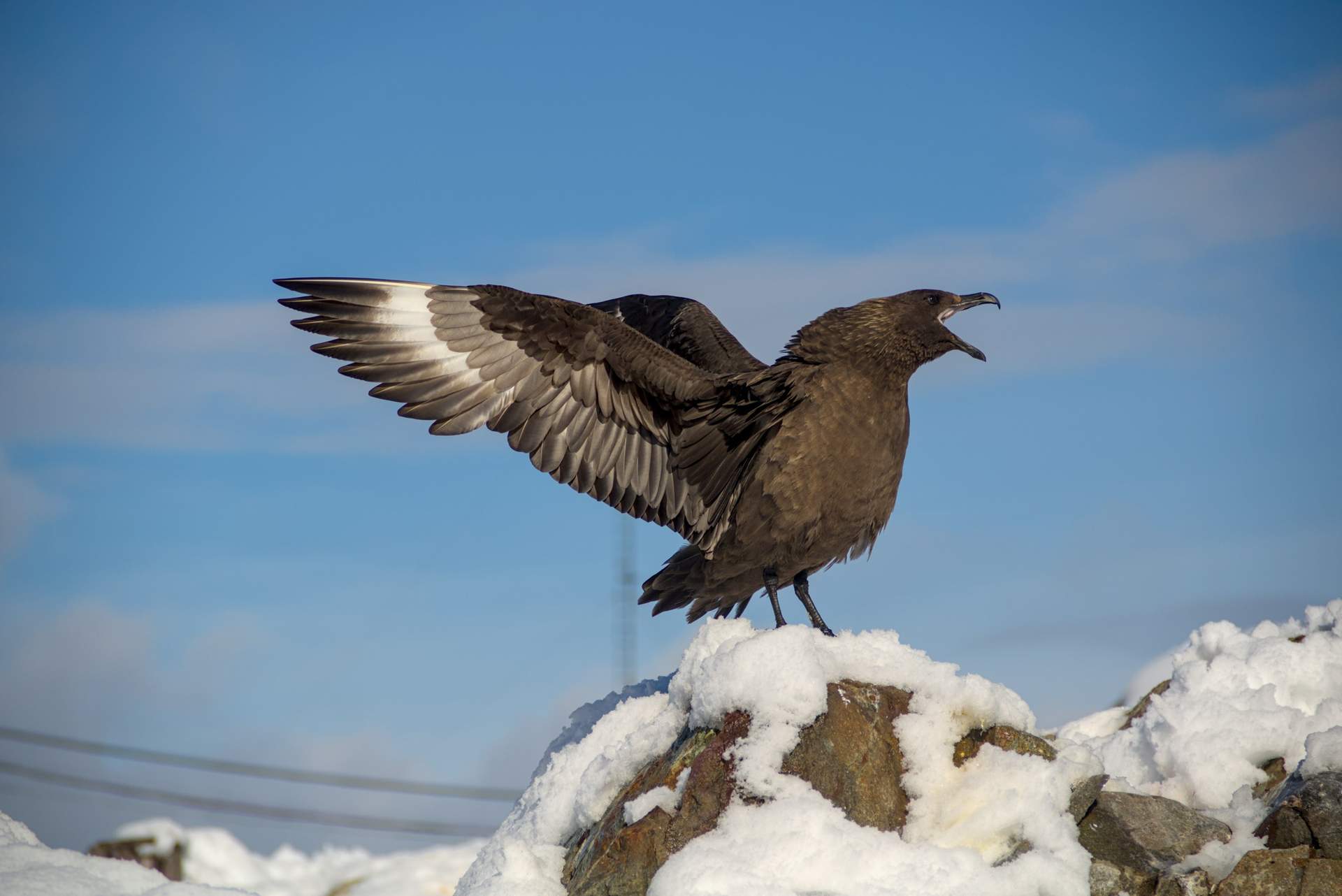 Українські полярники зі станції "Академік Вернадський" встановили рекорд