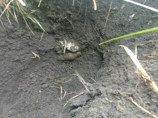 На Одещині знайдено скарб з монет Кримського ханства: як він виглядає
