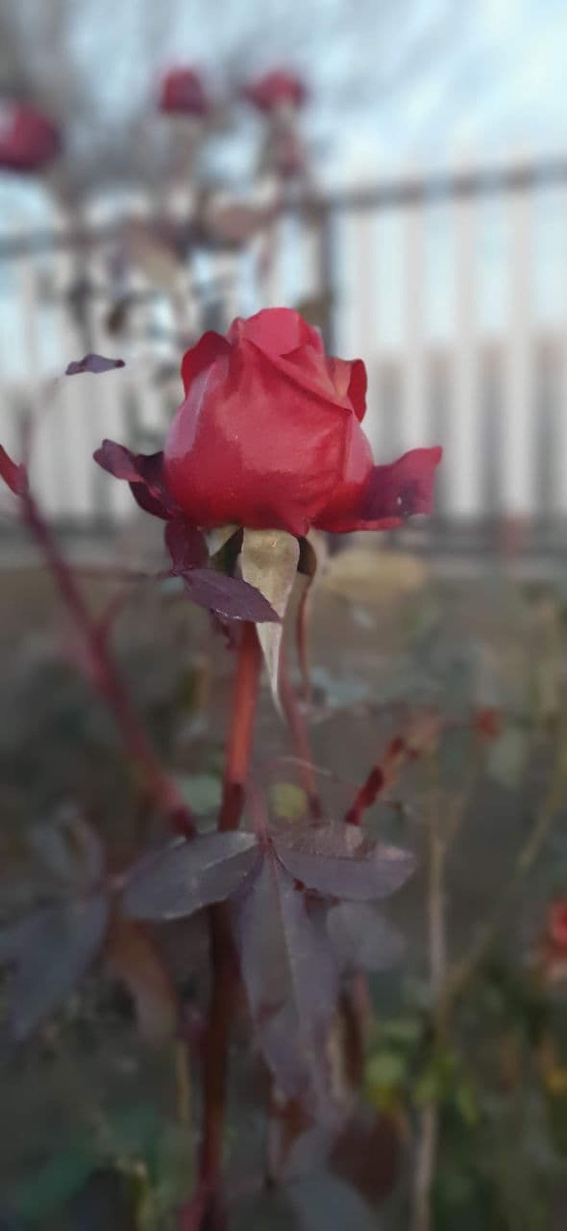 Зимові квіти: через аномально теплу погоду на Одещині зацвіли троянди