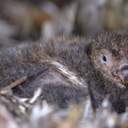 Українські полярники зі станції "Академік Вернадський" встановили рекорд