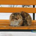 Как усатые жители Лузановки справляли новоселье