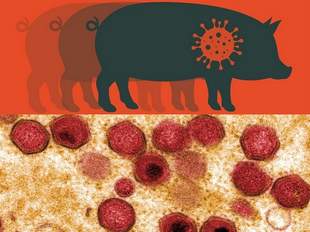 Психоневрологічний інтернат на Одещині вбив усіх своїх свиней через африканську чуму