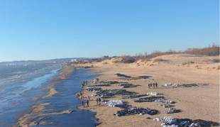 В Крыму собрано более 590 тонн загрязненного мазутом песка