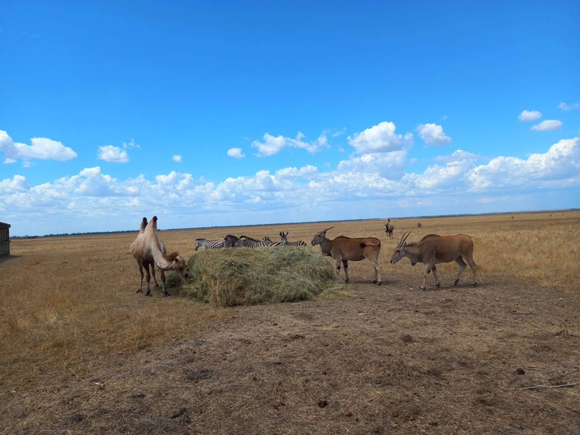 Окупанти встановили контроль над заповідником "Асканія Нова"
