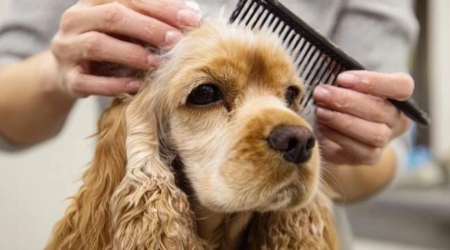 Грумінг вдома - що для цього потрібно?