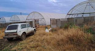 "Наркоаграрій" з Болградського району вирощував в теплиці понад тисячу кущів конопель