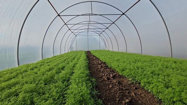 A greenhouse. PHOTO: congress.gov.ua