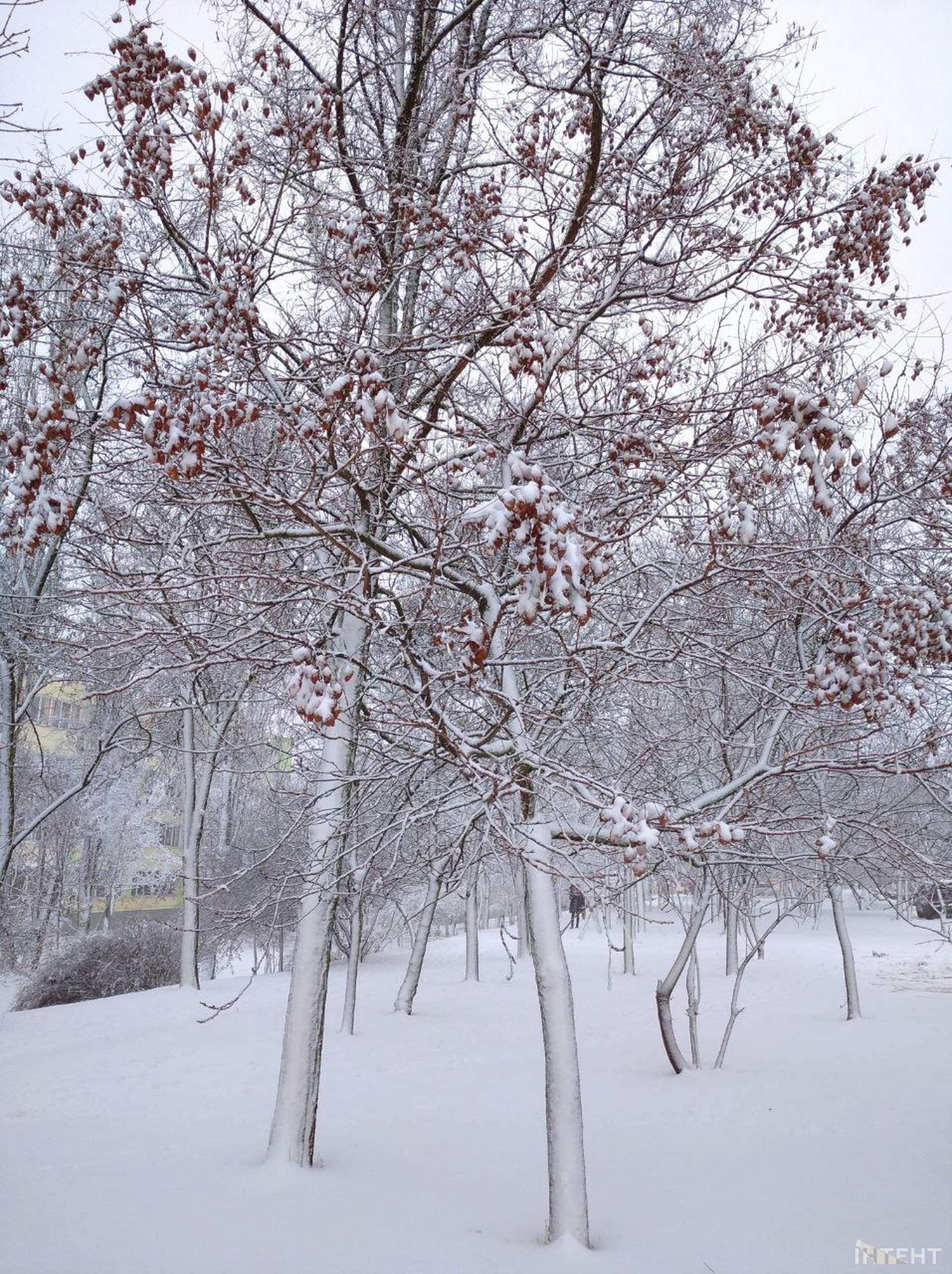 Зимова казка