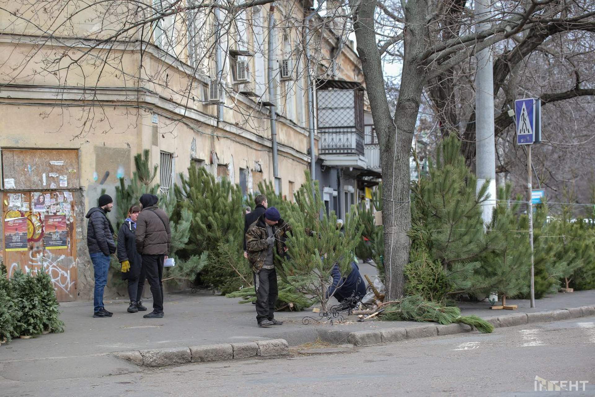 Ялинковий базар: скільки коштує "новорічне дерево"