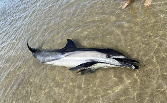 Фото: Дельфіни Азовського та Чорного морів