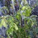 Квіти наче в склі: на Одещині різко знизилася температура