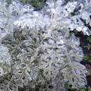 Квіти наче в склі: на Одещині різко знизилася температура