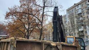 У Миколаєві комунальникам виписали штраф за пошкодження дерев