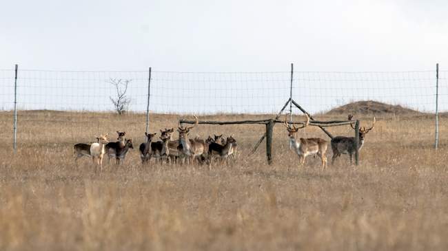 Фото: Rewilding Ukraine