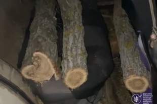 На Миколаївщині незаконно зрубали акації: яке покарання