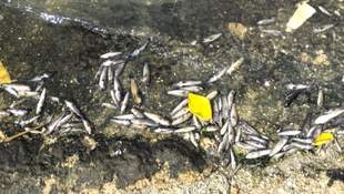 У Миколаєві знайшли причину замору риби на території пляжу