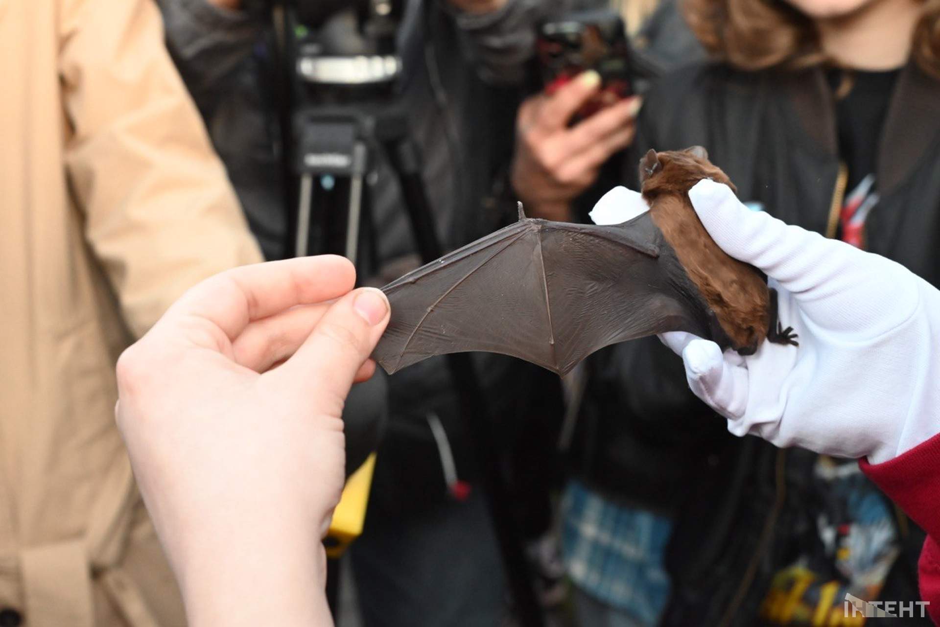 В одеському парку вперше випустили реабілітованих кажанів