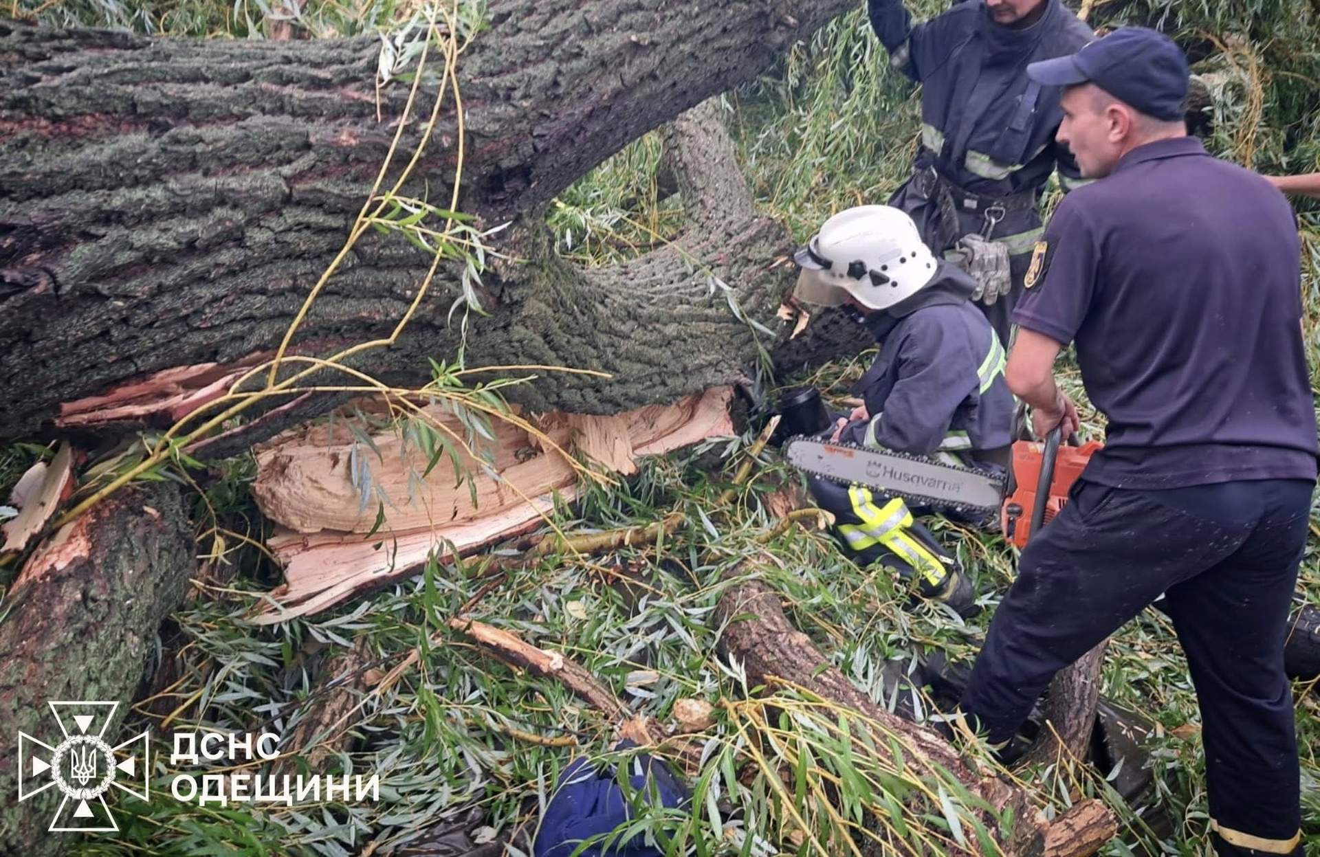 На Одещині впале дерево вбило підлітка та поранило ще чотирьох