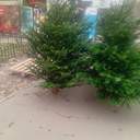 Одеса зазеленіла ялинковими базарами