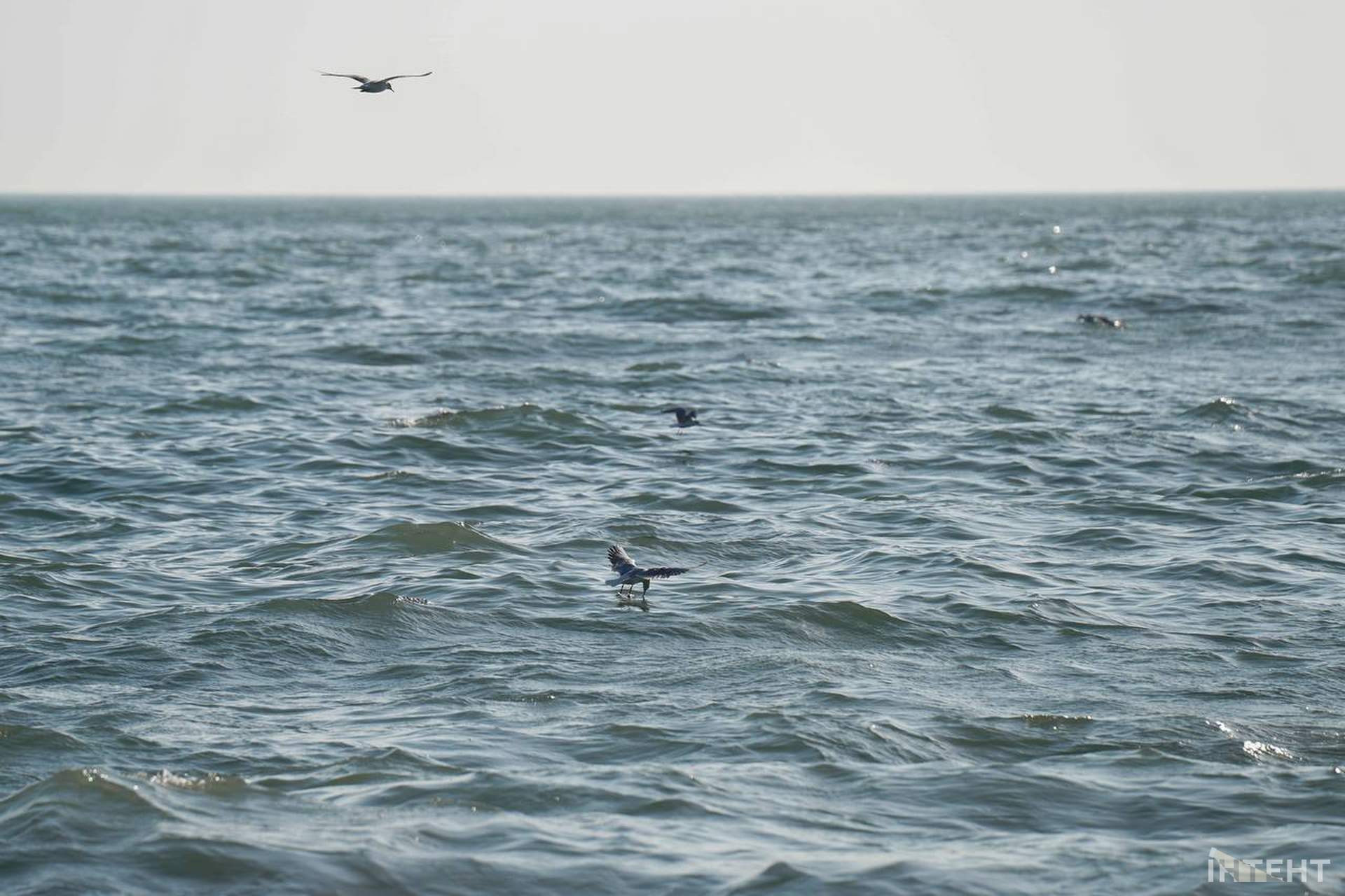 Вдвічі більше місць ніж торік: в Одесі відсвяткували Водохреще
