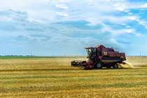 grain