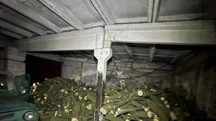 На Миколаївщині судитимуть організоване злочинне угрупування, яке вирубало дерева