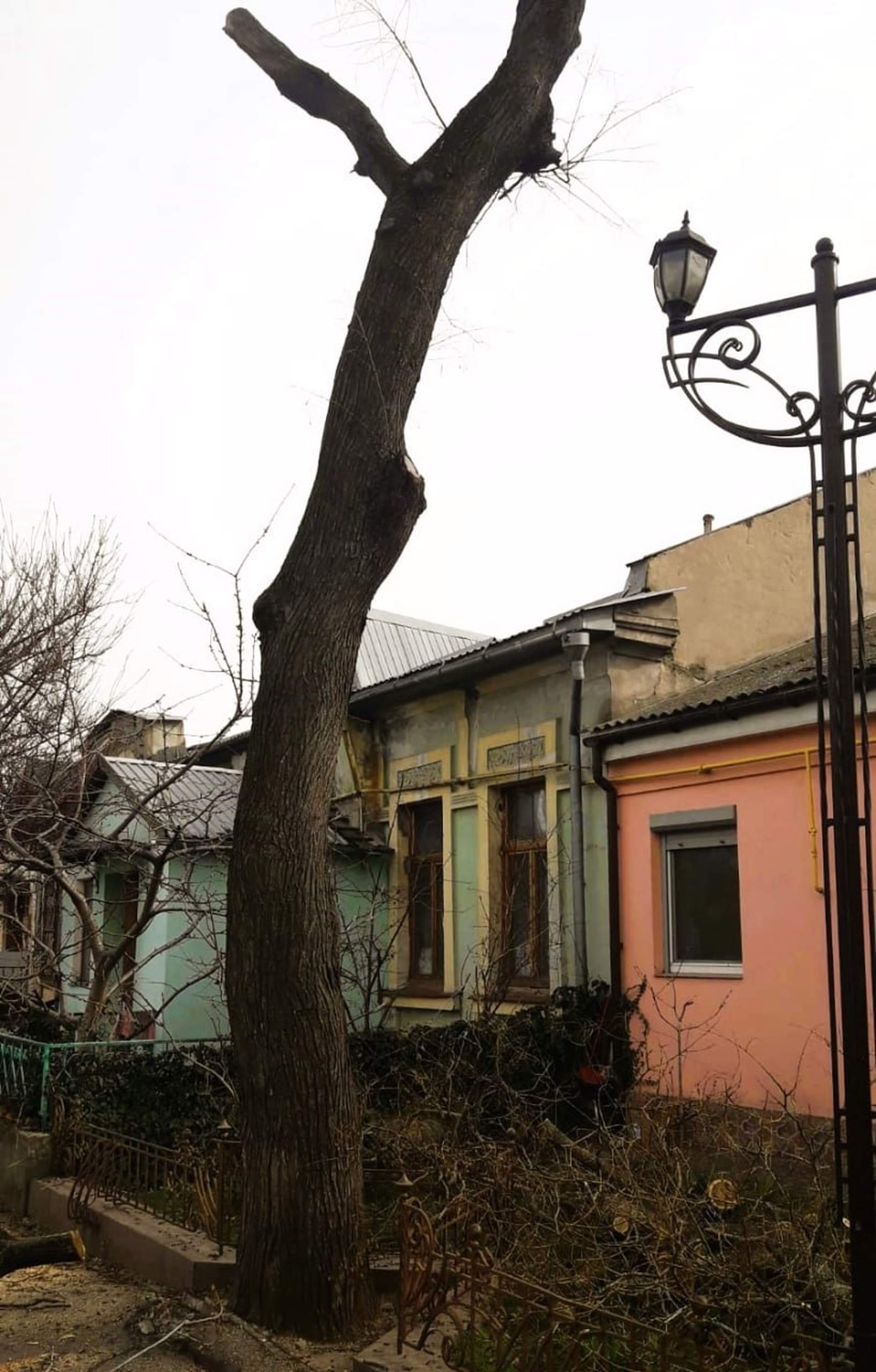 У Миколаєві знову знищили дерева
