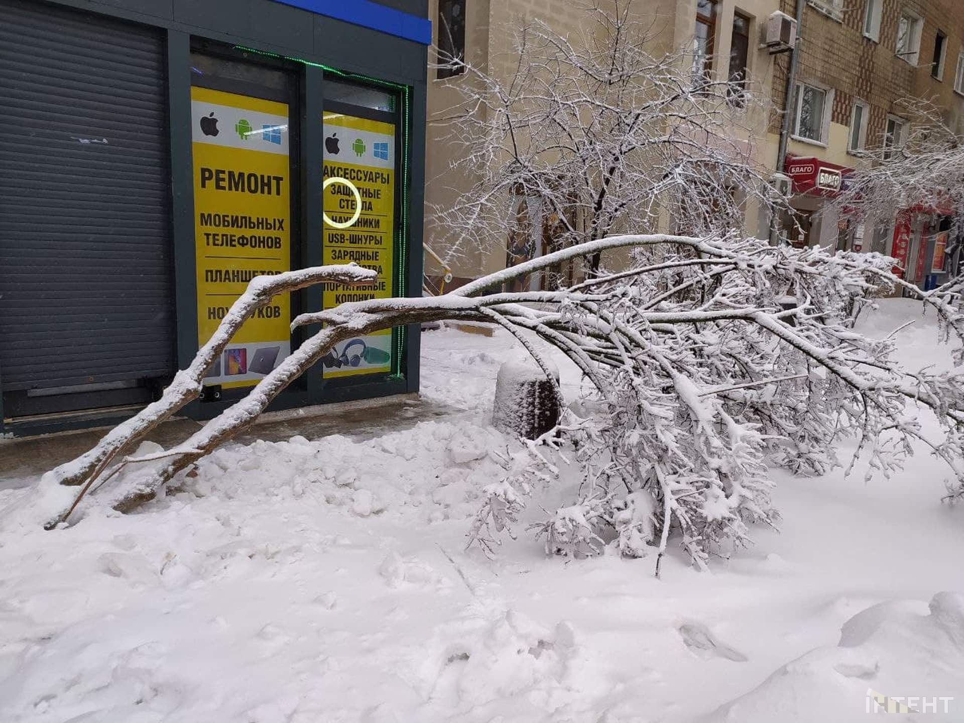 Із казки в лихо: снігопад повалив дерева та завдав одеситам збитків