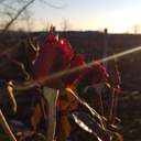 Зимові квіти: через аномально теплу погоду на Одещині зацвіли троянди