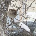 Одесу завалює снігом