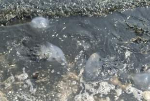 На узбережжі Арабатської стрілки зафіксували мазут