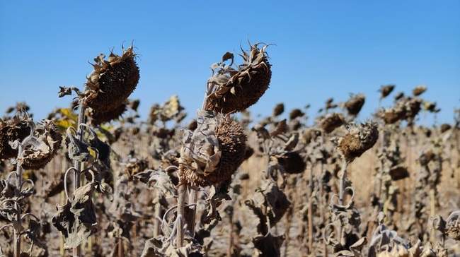 Высохшие подсолнухи. ФОТО: Общественное телевидение