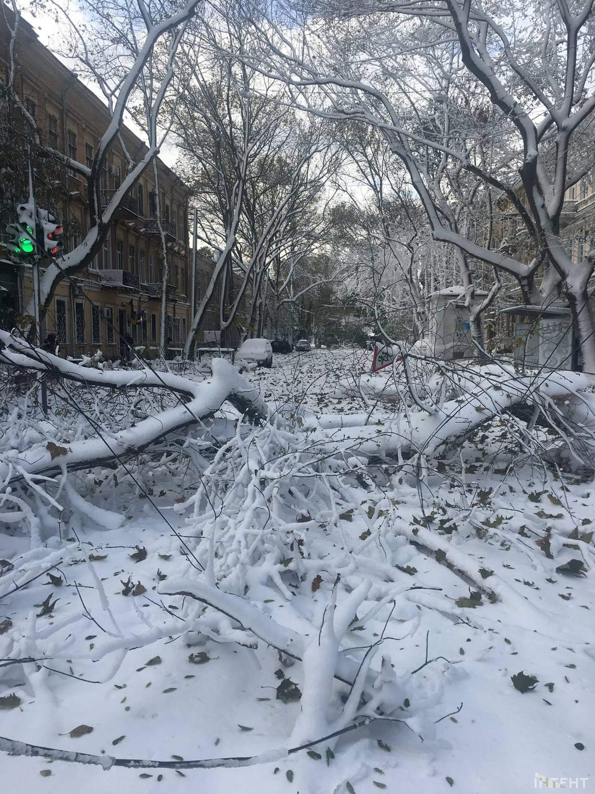 Повалені дерева та засніжена Одеса у світлинах Інтента