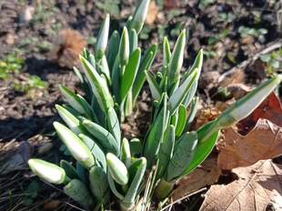 Вперше в цьому році в Миколаєві зацвіли проліски