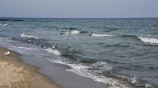 На Одещині з моря виловили двох мисливців за молюсками