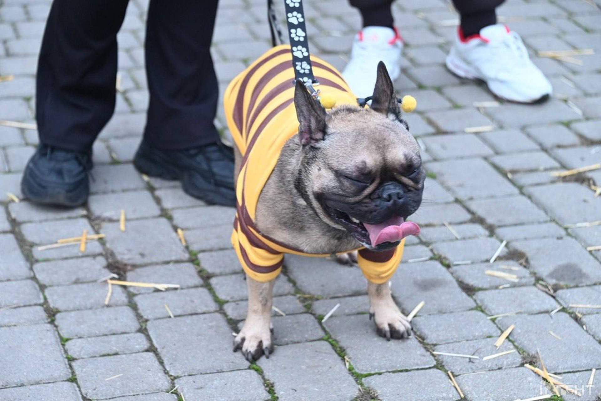В Одесі відбулася Halloween-вечірка собак