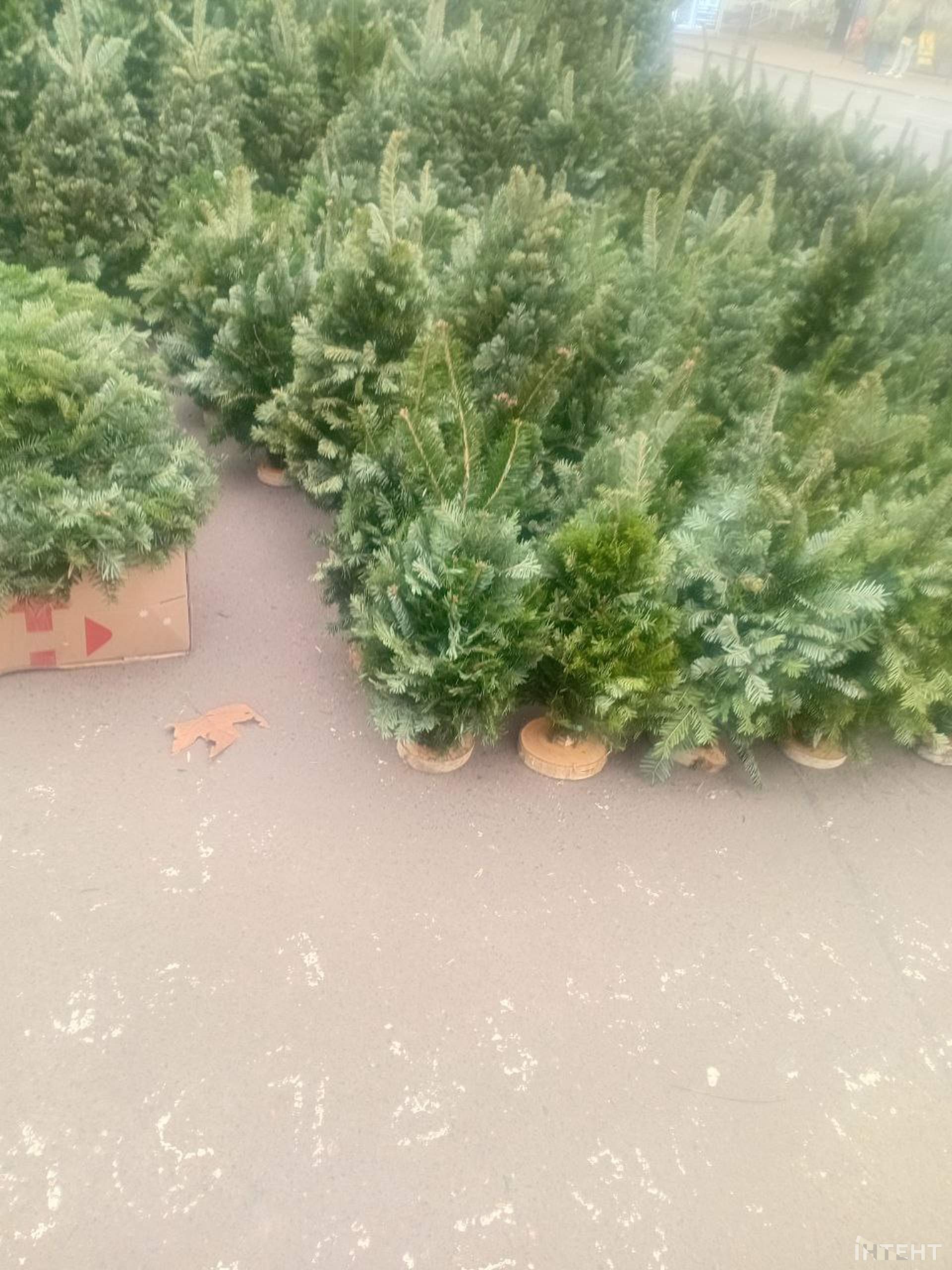 Одеса зазеленіла ялинковими базарами