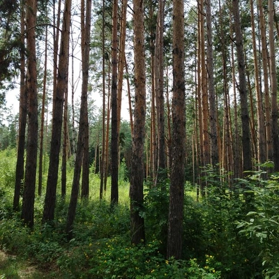 природно-заповідний фонд