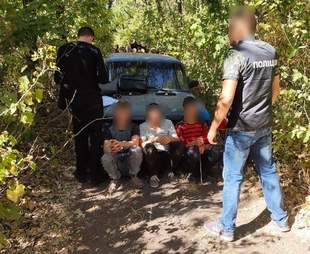 Справу "чорних лісорубів", які вирубали дерев на 2 мільйони, скерували до суду