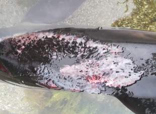 Загиблих від дій російського флоту дельфінів знаходять навіть у Болгарії