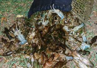 Браконьєр завдав 3 мільйони шкоди рибному господарству Миколаївщини