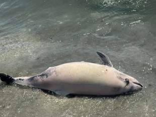 Dolphins continue to die in the Black Sea from Russian ecocide