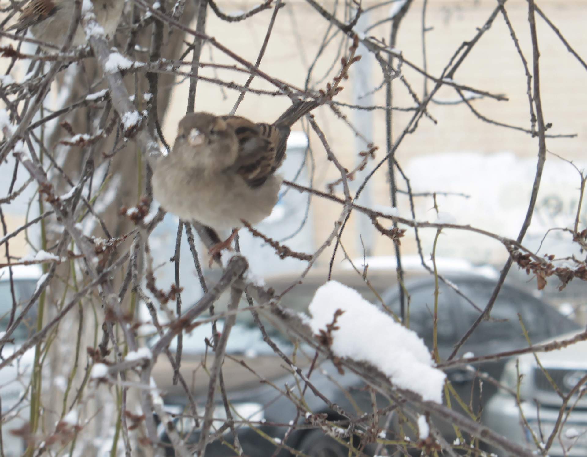 Одесу завалює снігом