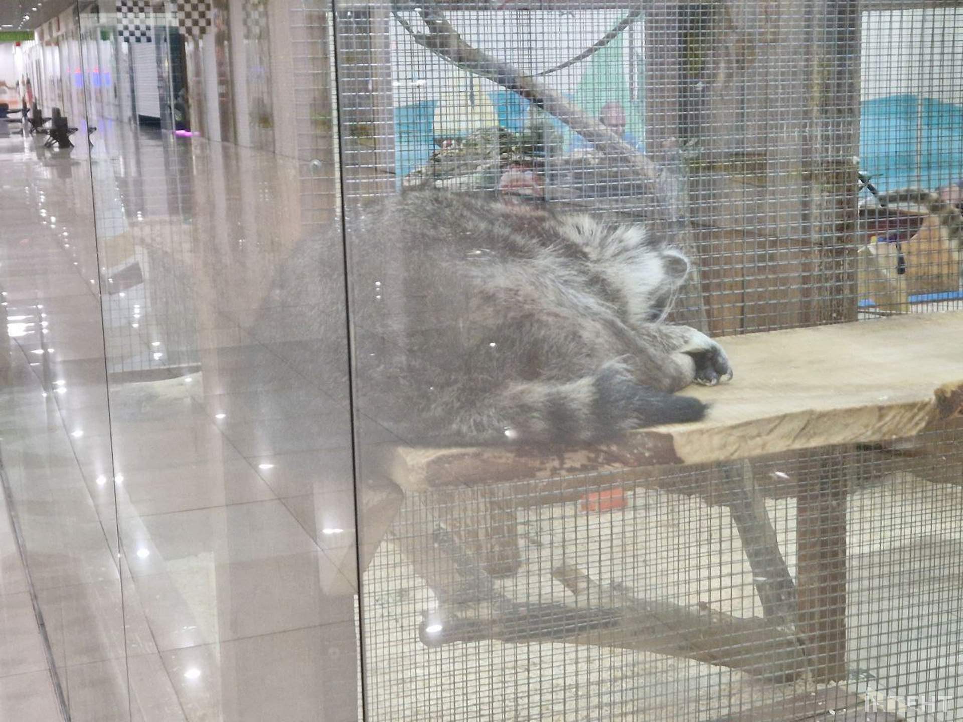 Одесити влаштували акцію протесту з вимогою врятувати єнота з контактного зоопарку