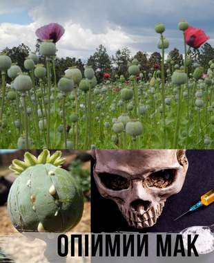 У Миколаєві засудили злочинців: продавали опій у великих розмірах