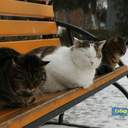 Как усатые жители Лузановки справляли новоселье