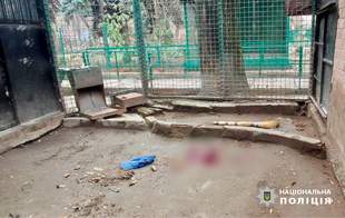 Зоозащитники обратились к полиции и министру из-за гибели леопарда в зоопарке Одессы