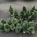 Одеса зазеленіла ялинковими базарами