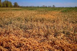 В Ренийском районе из-за засухи погибают посевы