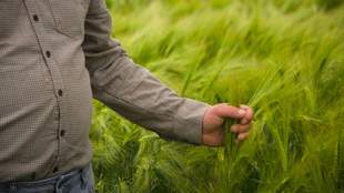 Збір цьогорічного врожаю на Одещині може опинитися під загрозою зриву